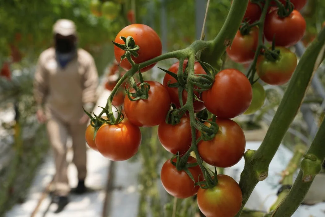 A perfect storm of factors is driving up US produce prices, but shoppers can still save