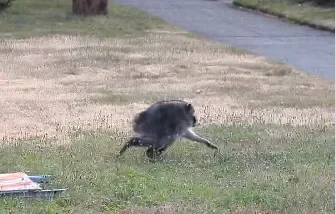 An unusual-looking raccoon striding across some grass