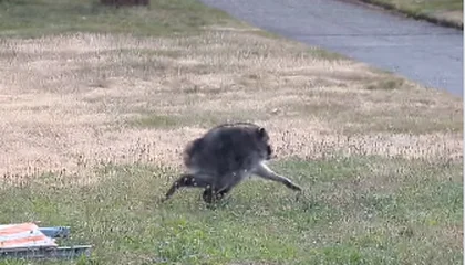 An Unusual-Looking Raccoon Nicknamed Jimothy Is Winning Hearts Across the Internet for His Short, Round Body