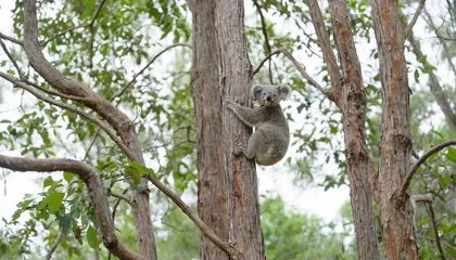 Koalas Are at Risk of Extinction in Some Parts of Australia. Can Freezing Their Sperm and Eggs Help Save the Iconic Marsupials?