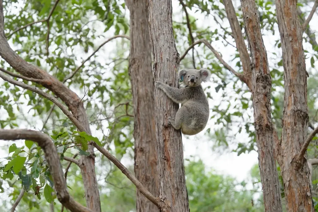 A koala in a tree